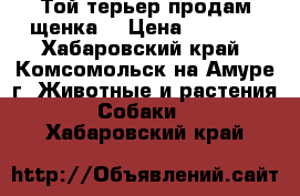 Той-терьер продам щенка  › Цена ­ 8 000 - Хабаровский край, Комсомольск-на-Амуре г. Животные и растения » Собаки   . Хабаровский край